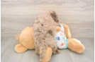 Havapoo Puppy for Adoption