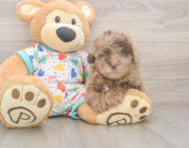 8 week old Havapoo Puppy For Sale - Seaside Pups
