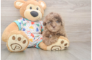 Fluffy Havapoo Poodle Mix Pup
