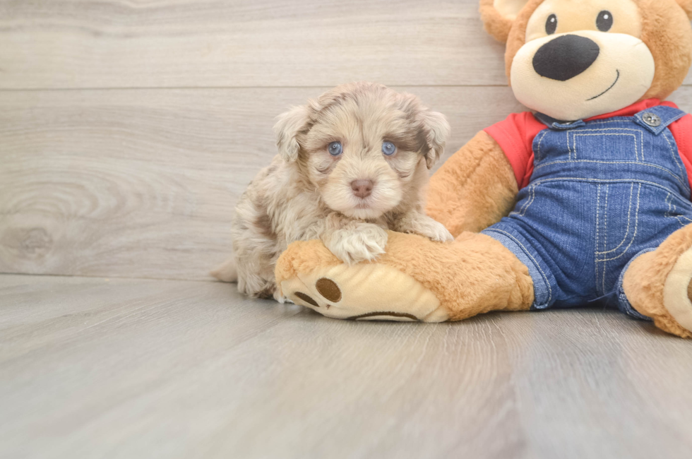 5 week old Havapoo Puppy For Sale - Seaside Pups