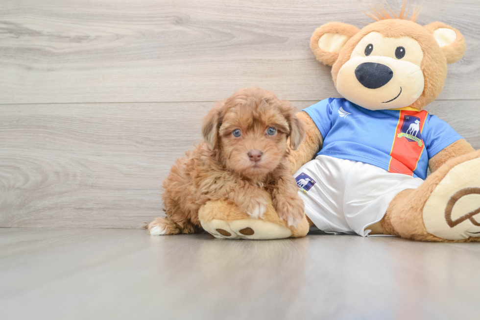 Havapoo Pup Being Cute