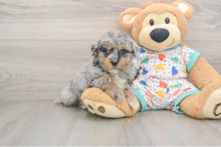 Havapoo Pup Being Cute