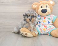 6 week old Havapoo Puppy For Sale - Seaside Pups