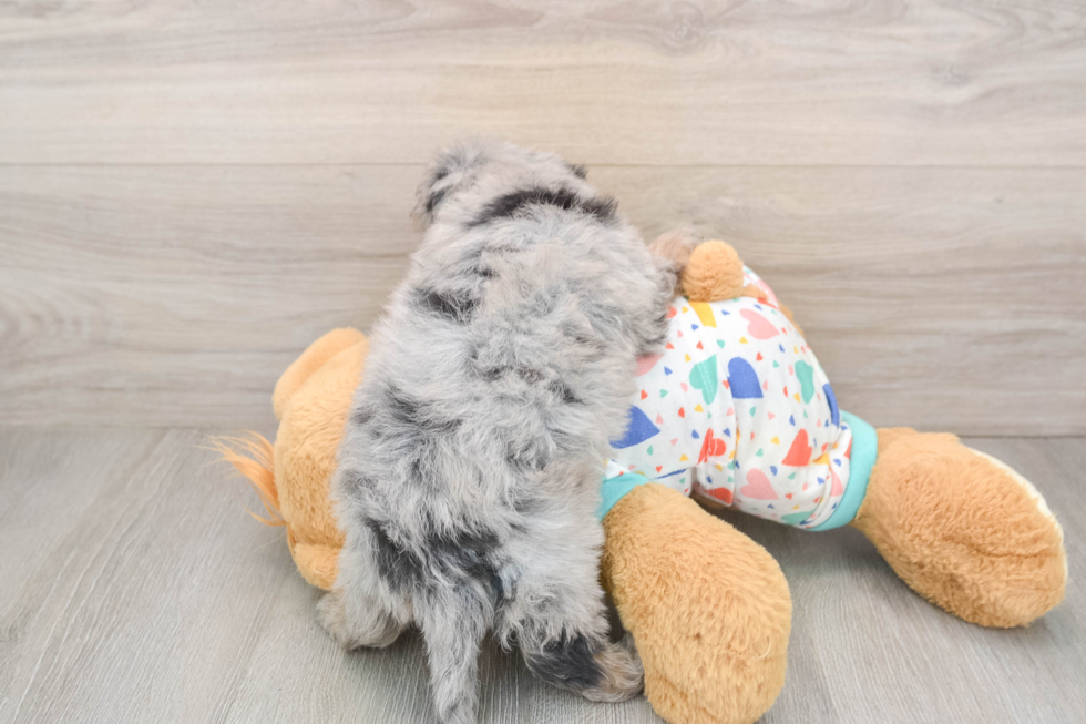 Havapoo Pup Being Cute