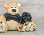 8 week old Havapoo Puppy For Sale - Seaside Pups