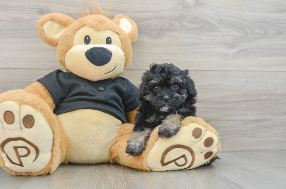 6 week old Havapoo Puppy For Sale - Seaside Pups