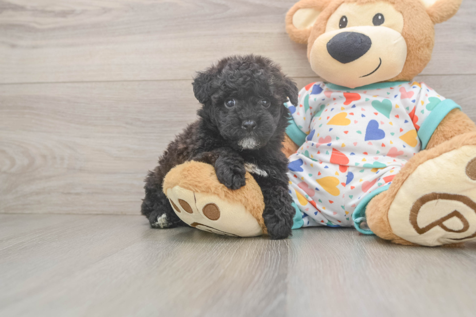 Havapoo Pup Being Cute