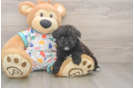 Popular Havapoo Poodle Mix Pup