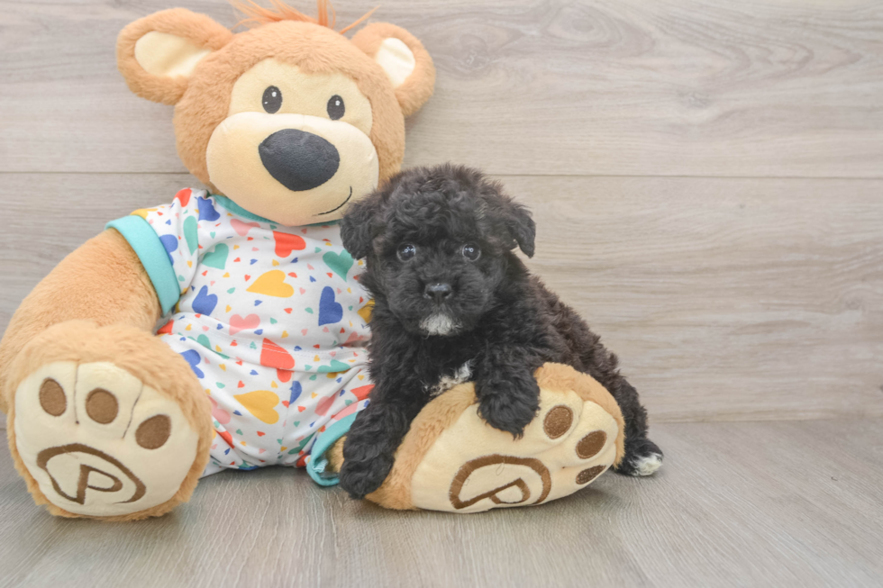 Popular Havapoo Poodle Mix Pup