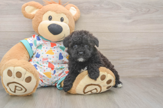 Popular Havapoo Poodle Mix Pup