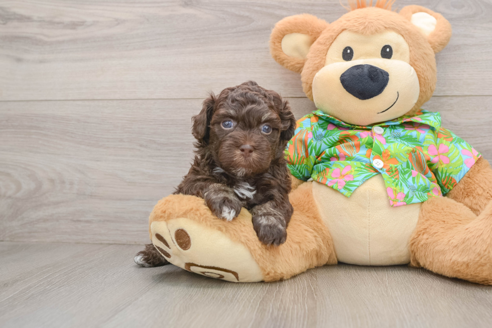 Havapoo Puppy for Adoption