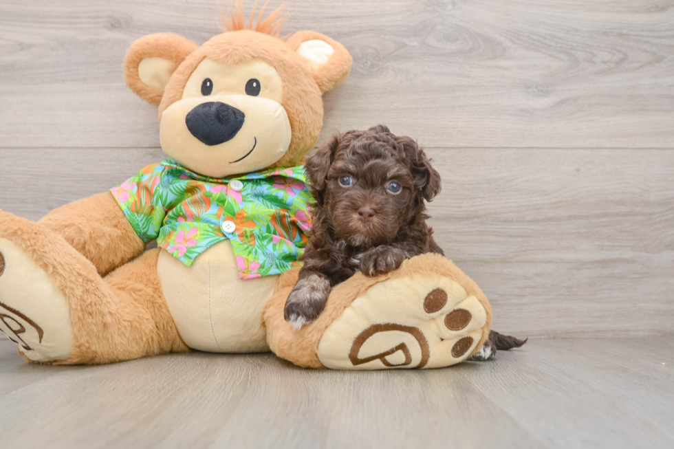 Sweet Havapoo Baby