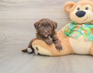 7 week old Havapoo Puppy For Sale - Seaside Pups