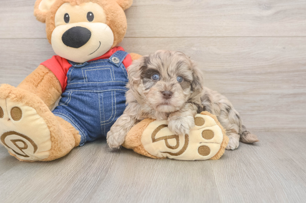 5 week old Havapoo Puppy For Sale - Seaside Pups