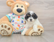 7 week old Havapoo Puppy For Sale - Seaside Pups