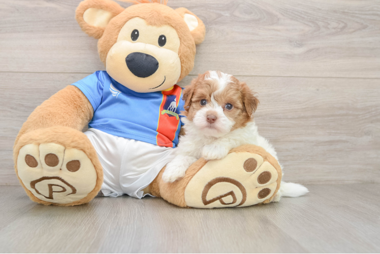 Havapoo Pup Being Cute