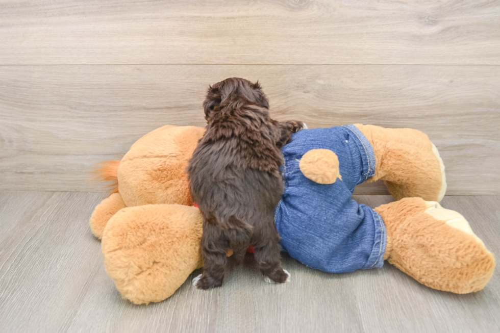 Havapoo Puppy for Adoption