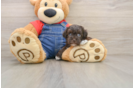 Havapoo Puppy for Adoption