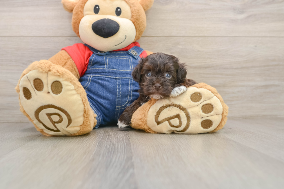 Havapoo Puppy for Adoption