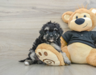 8 week old Havapoo Puppy For Sale - Seaside Pups