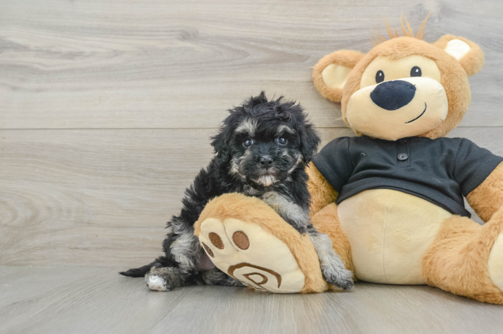 6 week old Havapoo Puppy For Sale - Seaside Pups