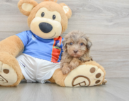 8 week old Havapoo Puppy For Sale - Seaside Pups