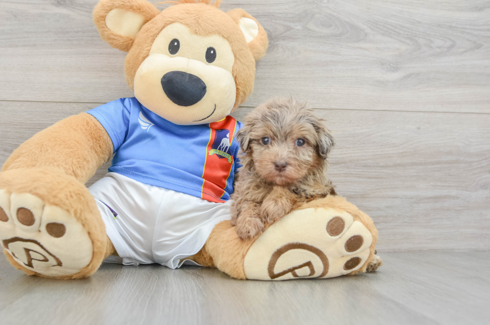 6 week old Havapoo Puppy For Sale - Seaside Pups
