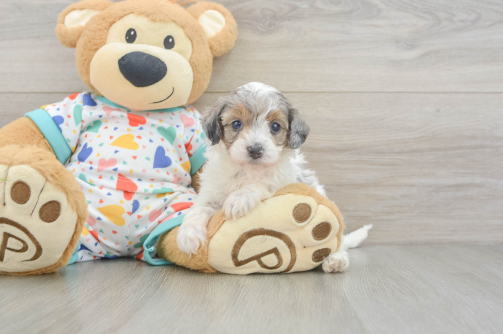 5 week old Havapoo Puppy For Sale - Seaside Pups