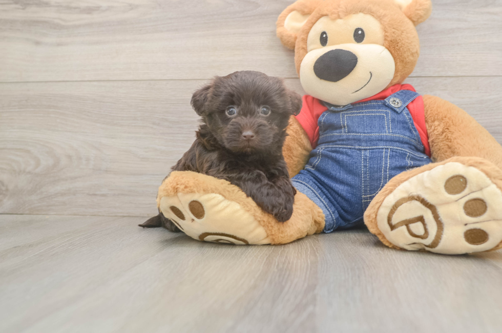 5 week old Havapoo Puppy For Sale - Seaside Pups