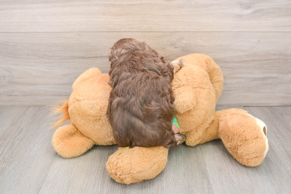 Havapoo Pup Being Cute