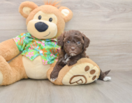 7 week old Havapoo Puppy For Sale - Seaside Pups