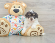 8 week old Havapoo Puppy For Sale - Seaside Pups