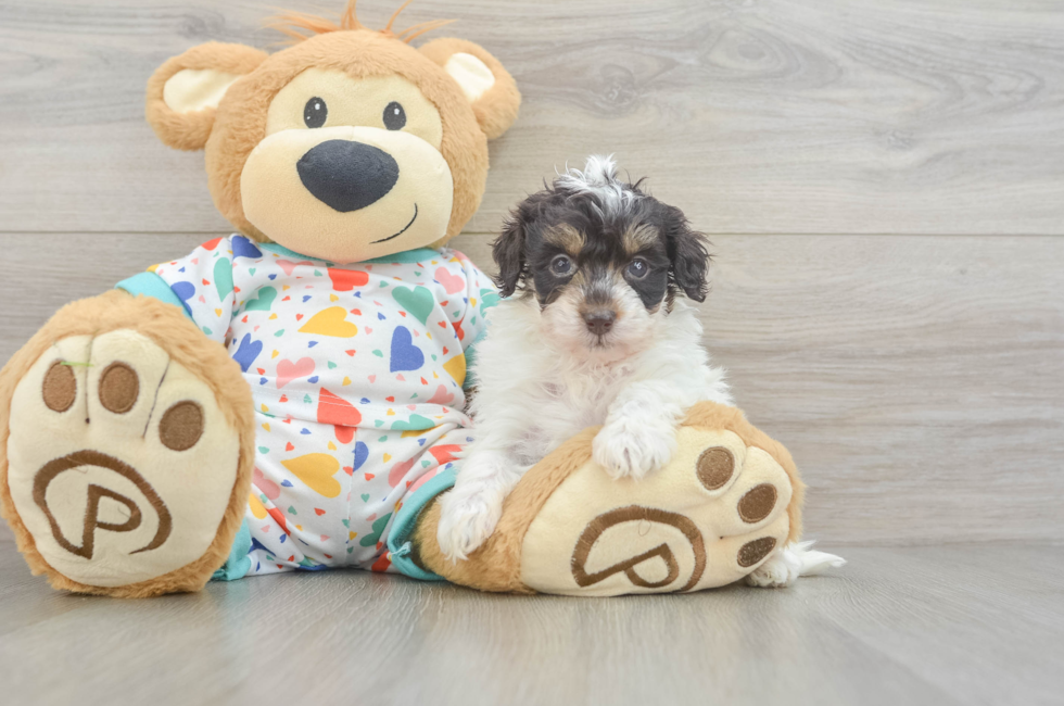 5 week old Havapoo Puppy For Sale - Seaside Pups