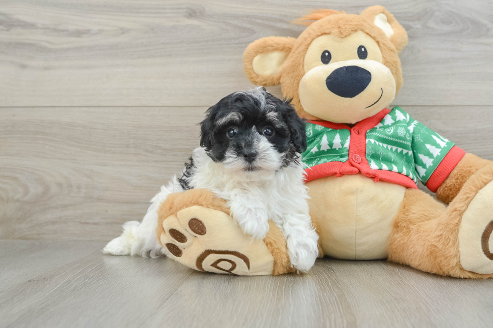 Energetic Havadoodle Poodle Mix Puppy