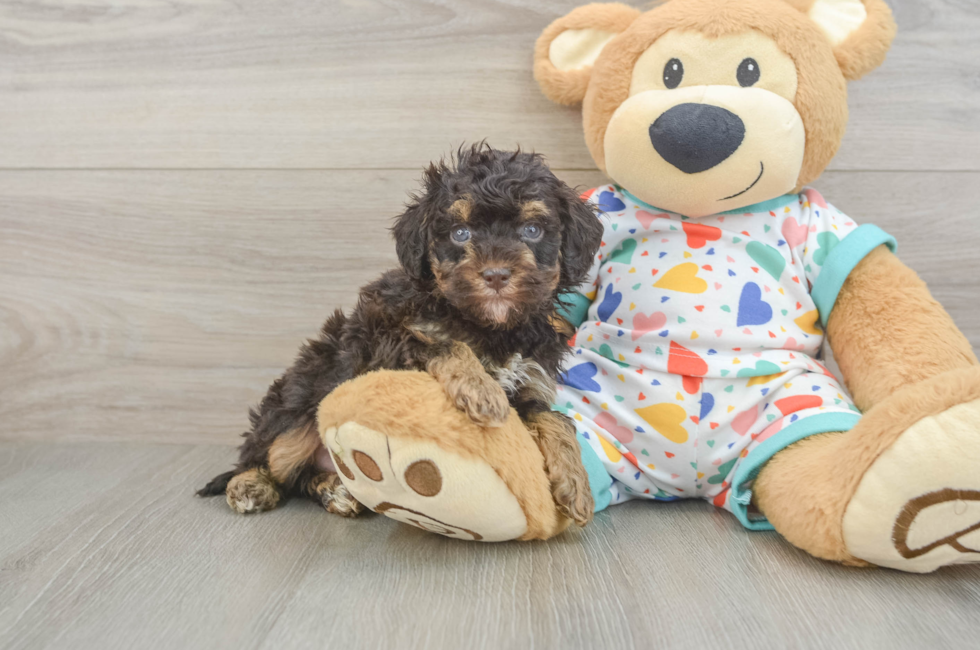 5 week old Havapoo Puppy For Sale - Seaside Pups