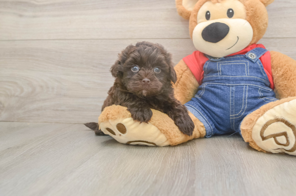 5 week old Havapoo Puppy For Sale - Seaside Pups
