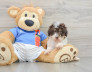 7 week old Havapoo Puppy For Sale - Seaside Pups