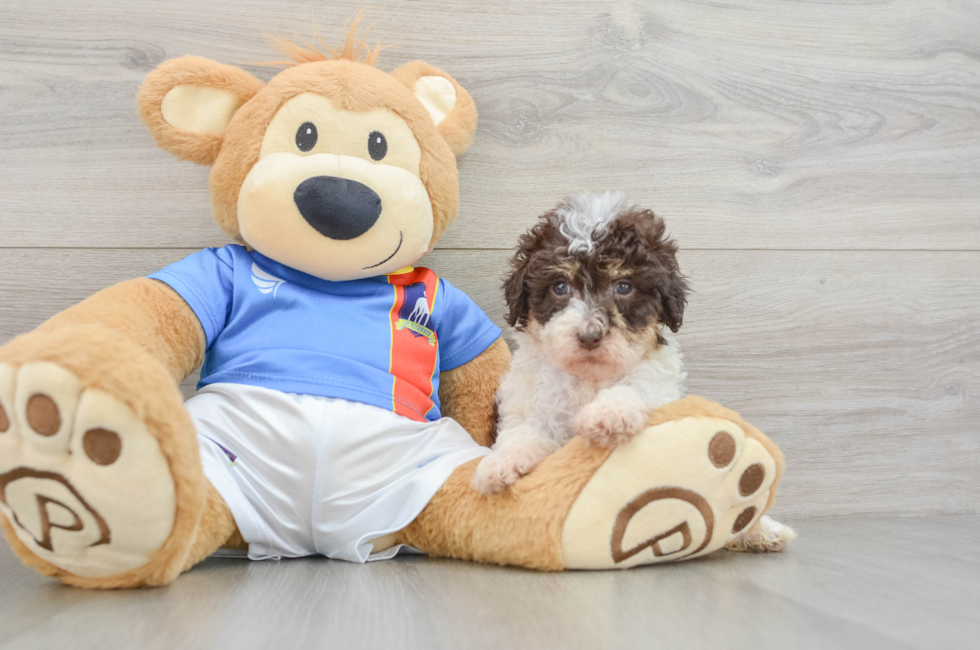 6 week old Havapoo Puppy For Sale - Seaside Pups