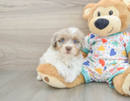 9 week old Havapoo Puppy For Sale - Seaside Pups