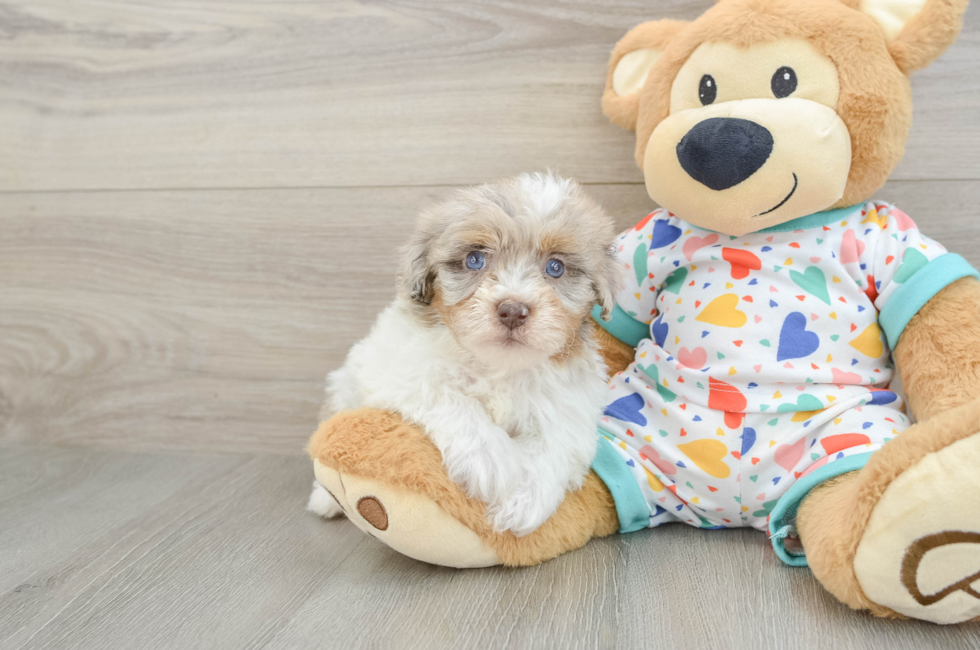 6 week old Havapoo Puppy For Sale - Seaside Pups