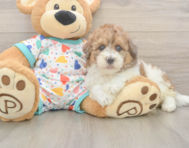 7 week old Havapoo Puppy For Sale - Seaside Pups