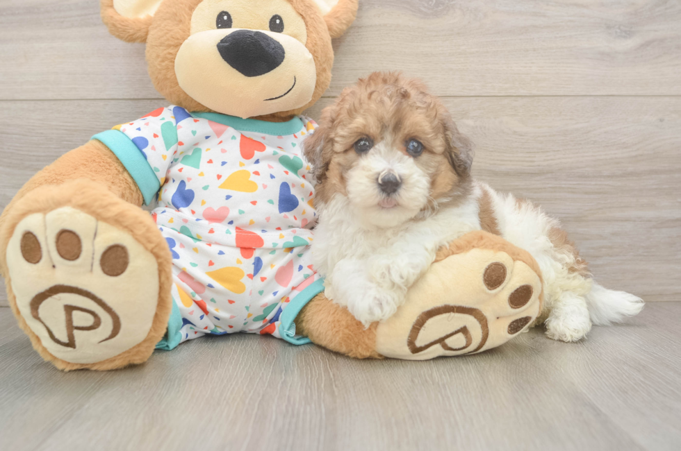 6 week old Havapoo Puppy For Sale - Seaside Pups