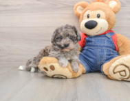 7 week old Havapoo Puppy For Sale - Seaside Pups