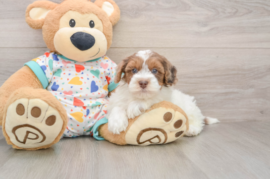 Small Havapoo Baby