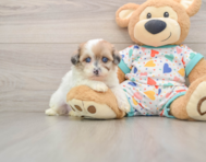 8 week old Havapoo Puppy For Sale - Seaside Pups