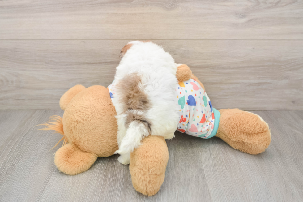 Havapoo Puppy for Adoption