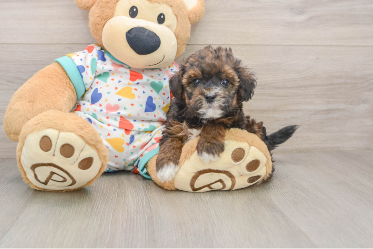 Petite Havapoo Poodle Mix Pup
