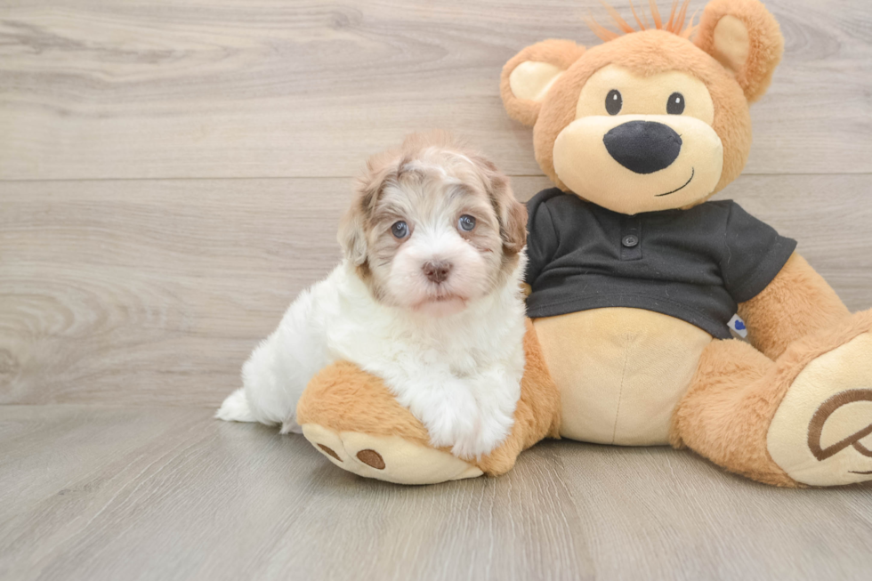 Playful Havadoodle Poodle Mix Puppy
