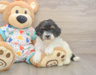 7 week old Havapoo Puppy For Sale - Seaside Pups