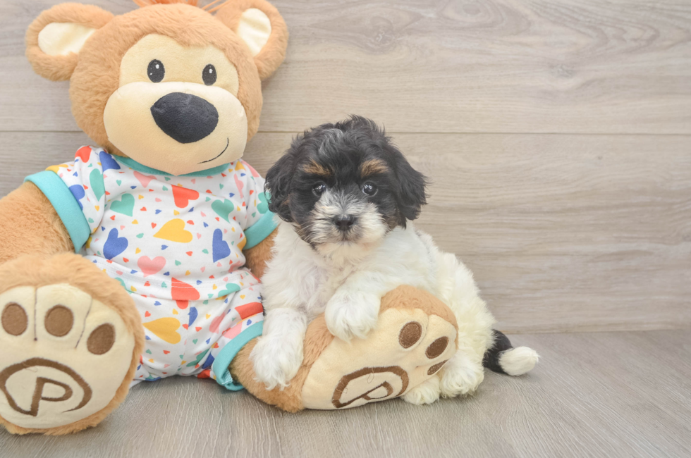 6 week old Havapoo Puppy For Sale - Seaside Pups